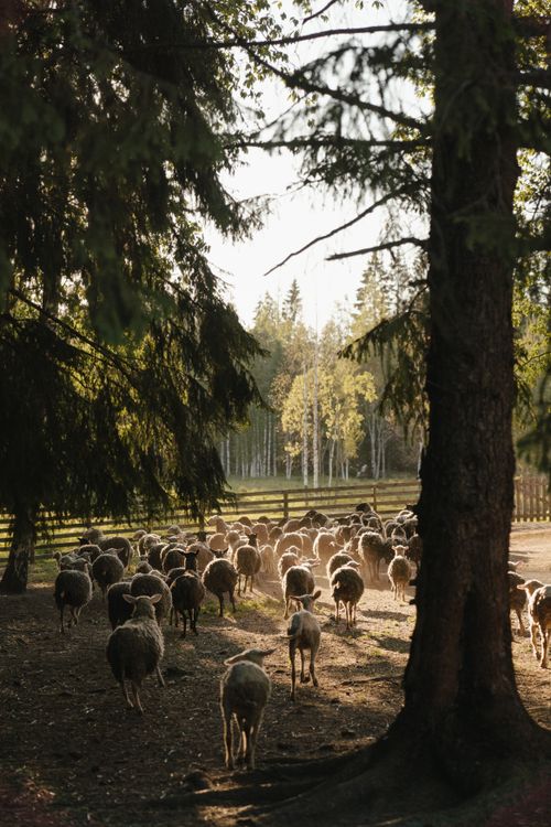 Free A flock of sheep peacefully grazing in a sunlit farm pasture, surrounded by trees. Stock Photo