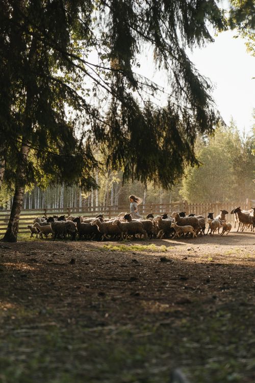 Free A young girl joyfully runs with a flock of sheep in a sunlit outdoor pasture. Stock Photo