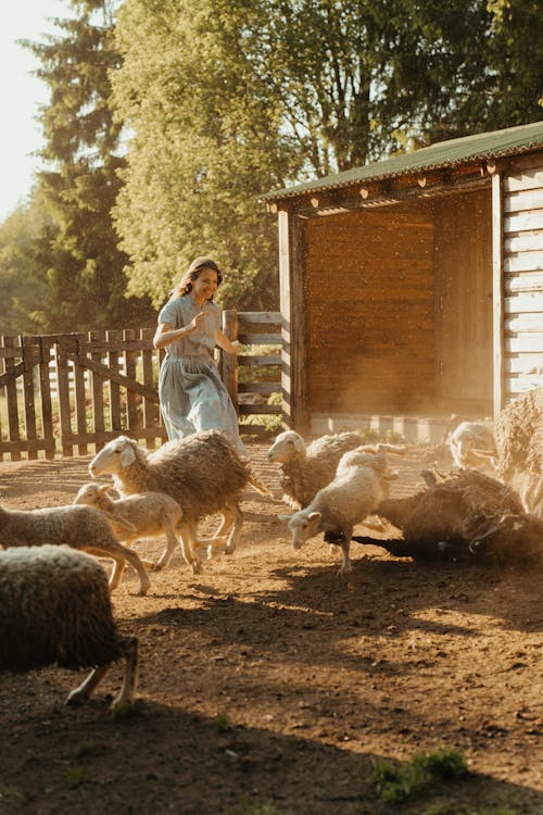 Woman in Blue Shirt Standing Beside Sheep