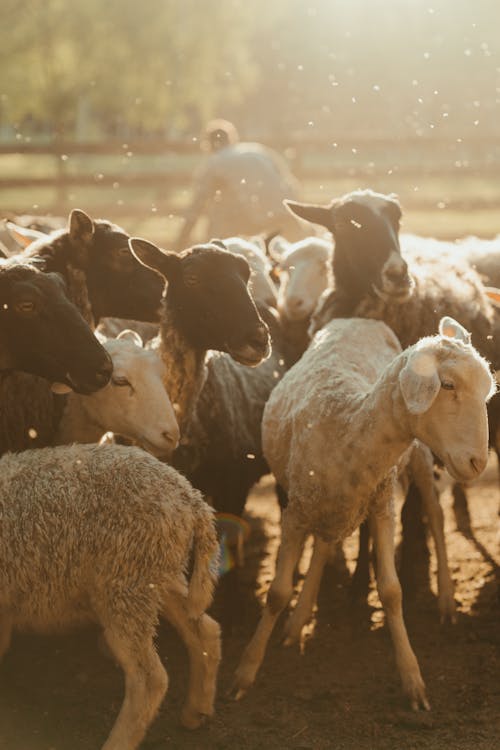 Herd of Sheep on Field