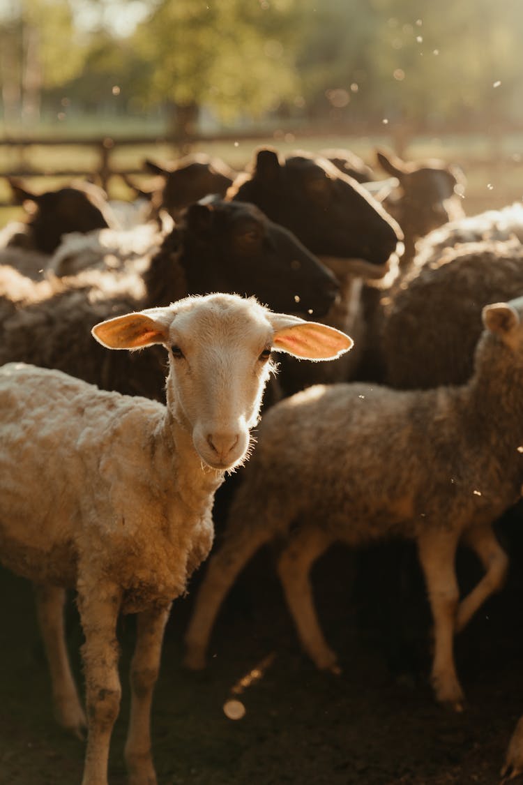 Herd Of Sheep On Field