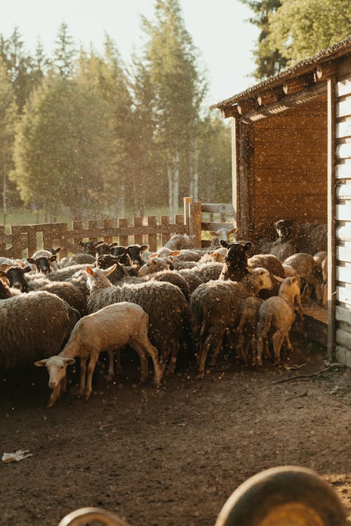 免费 一群動物, 下田, 农家庭院 的 免费素材图片 素材图片