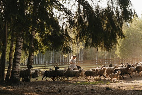 Ilmainen kuvapankkikuva tunnisteilla barnyard, haka, hauska