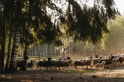 Free Woman herding sheep through a sunlit forest pasture in summer. Stock Photo