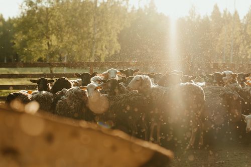Free A group of sheep basking in the golden sunlight on a rural farm field. Stock Photo