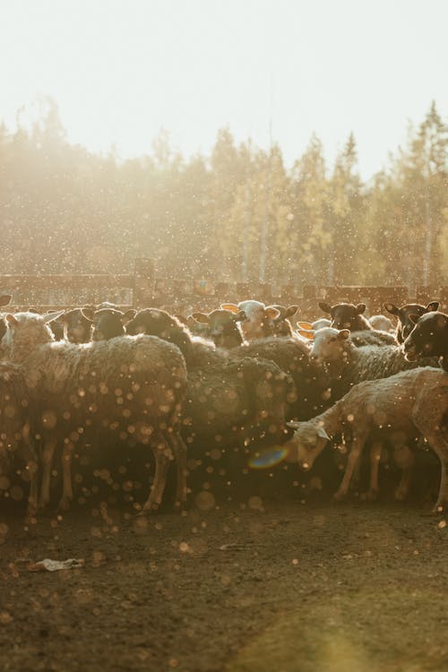 Herd of Sheep on Field