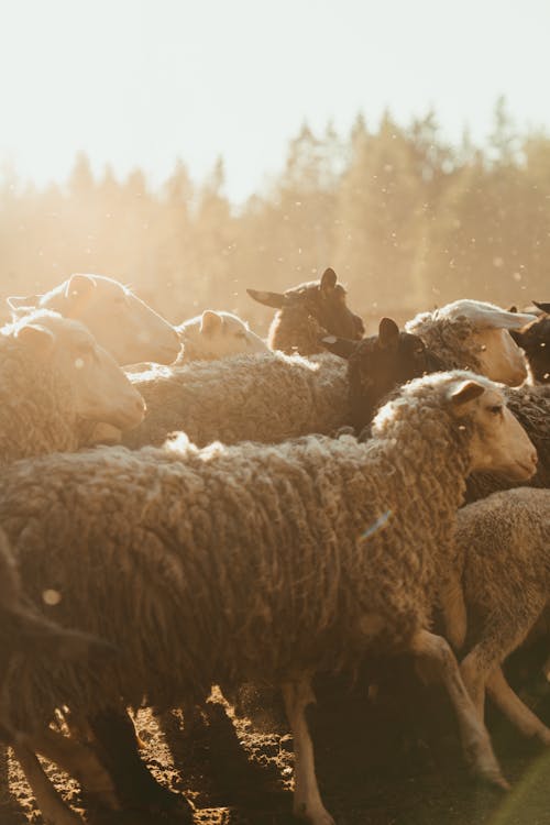 Herd of Sheep on Field