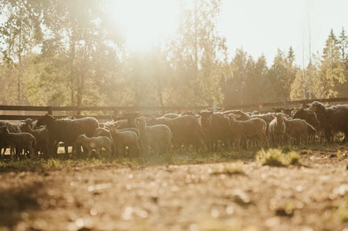 Herd of Sheep on Brown Field