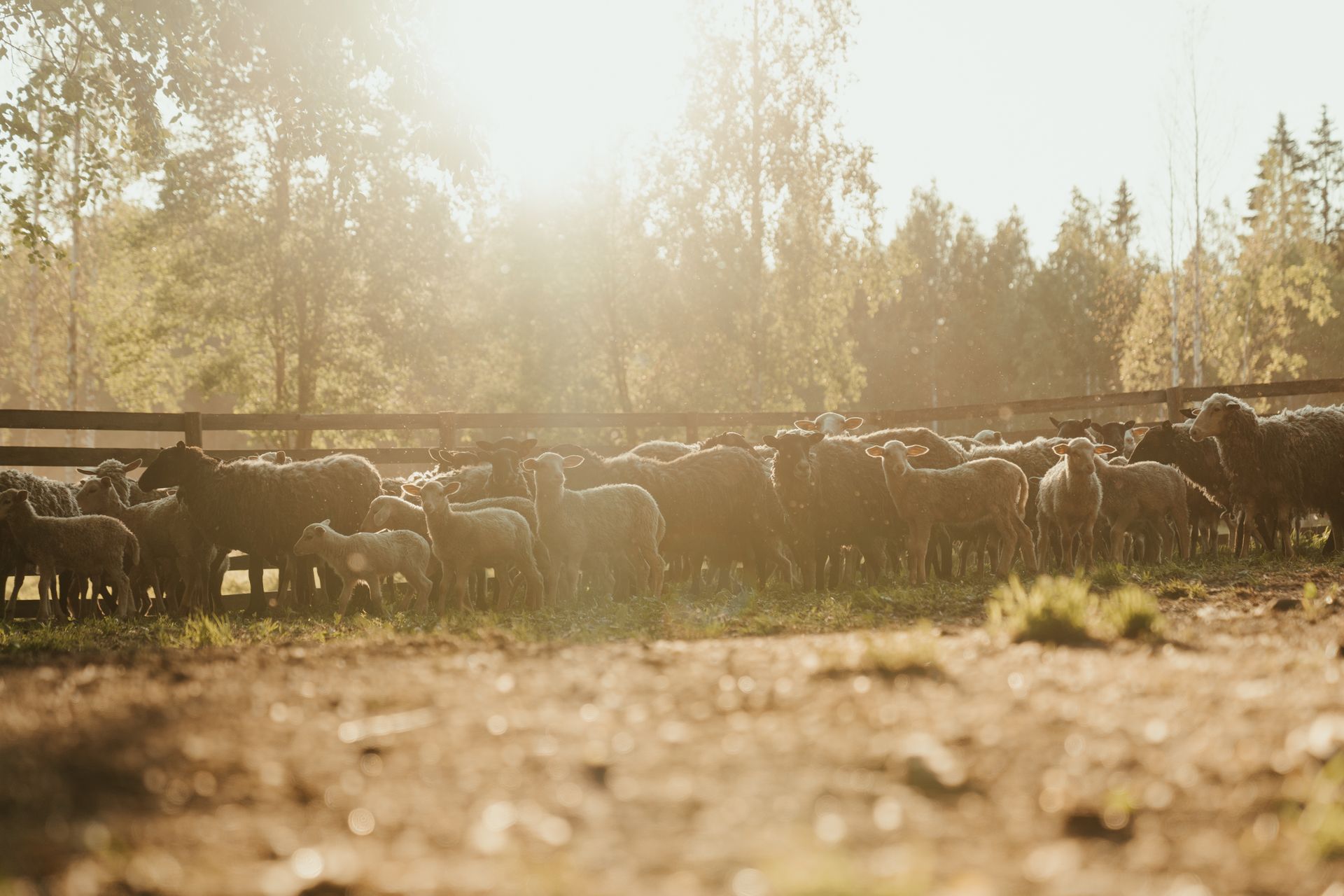 Herd of Sheep on Brown Field