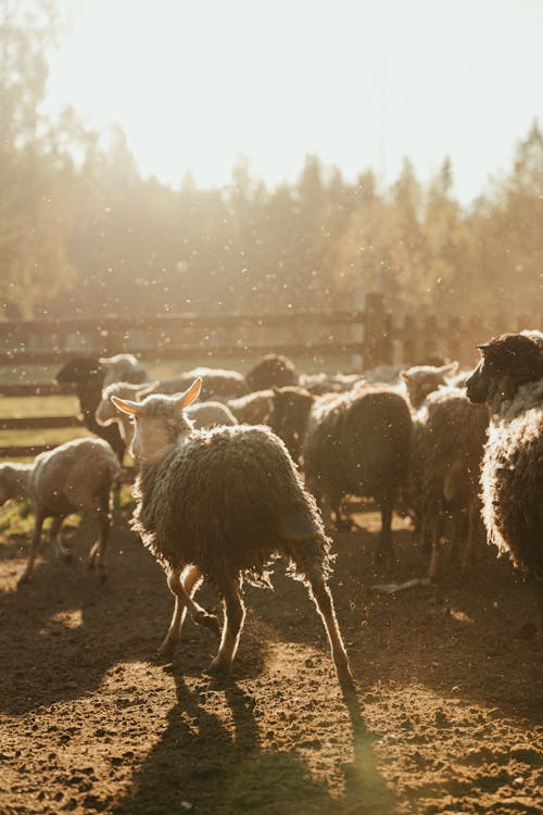 Herd of Sheep on Field