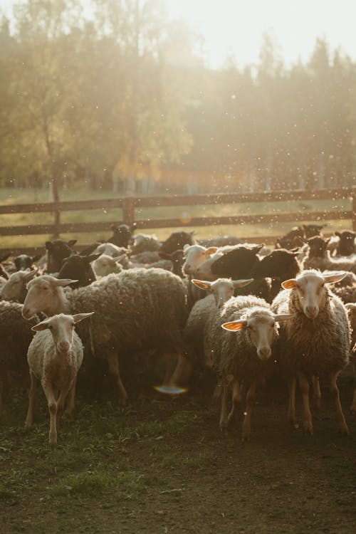 一群動物, 下田, 农家庭院 的 免费素材图片