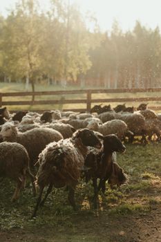 Sheep grazing in a sun-dappled pasture with a wooden fence and trees in the background.
