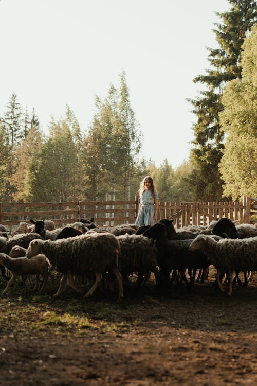 Δωρεάν στοκ φωτογραφιών με barnyard, αγέλη, αγρόκτημα