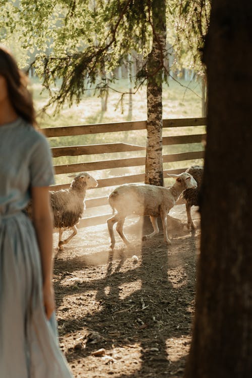 Woman in White Dress Standing Beside White Sheep