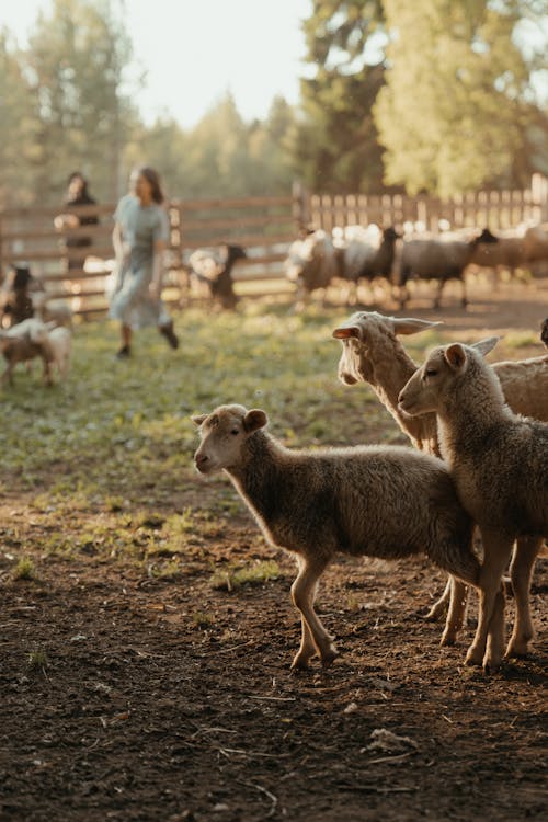 Group of Sheep on Brown Field