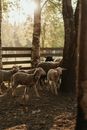 Herd of Sheep on Brown Field