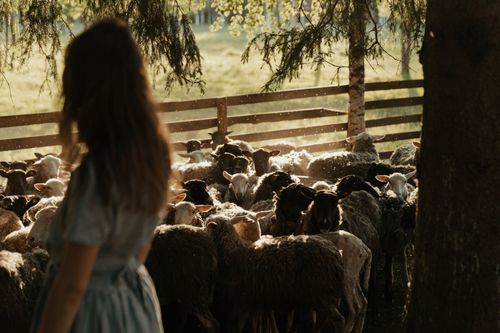 Free A young woman in a dress stands near a flock of sheep in a sunny pasture. Stock Photo