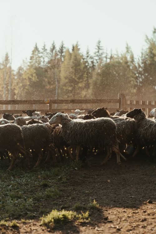 Free A serene scene of a flock of sheep grazing in a sunlit rural pasture with trees in the background. Stock Photo