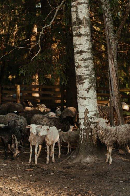 Free A flock of sheep rest near a birch tree in a tranquil farmyard setting. Stock Photo