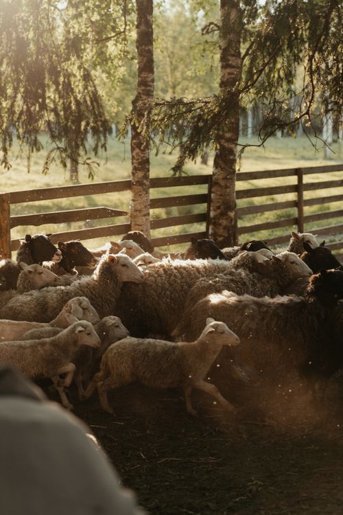 Free A flock of sheep grazing peacefully in a sunlit pasture during dusk, surrounded by birch trees. Stock Photo
