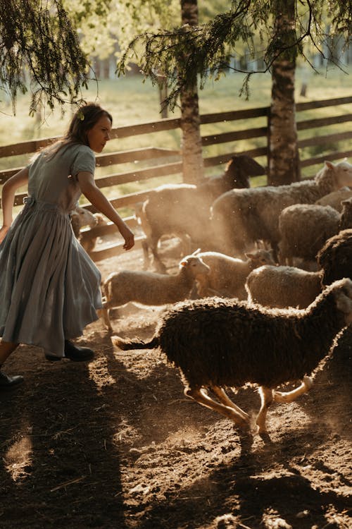 Woman in White Dress Standing Near Sheep