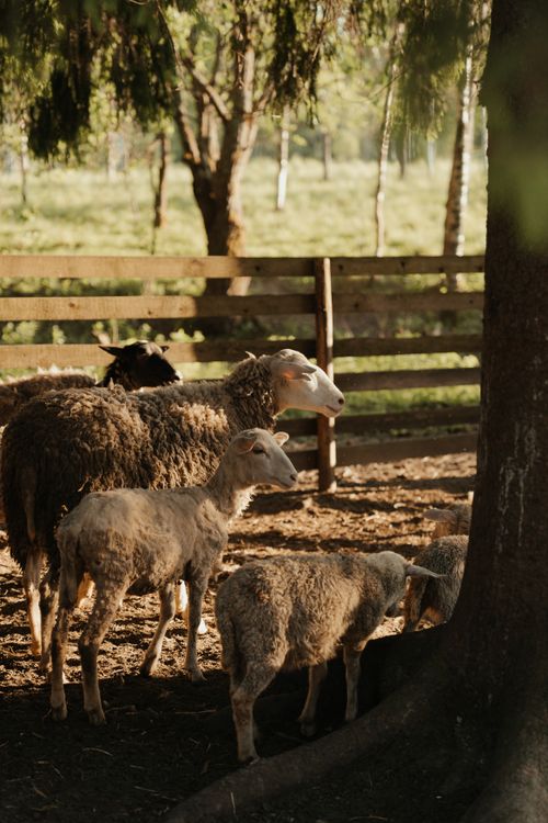 Free A peaceful farm setting with sheep grazing under the warm summer sun. Stock Photo
