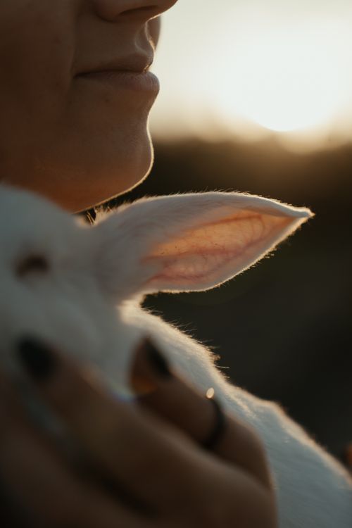 Free A person gently holding a white rabbit at sunset, evoking serenity and warmth. Stock Photo