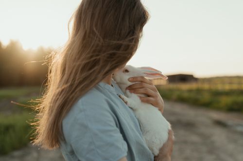 Free A serene scene of a girl cuddling a white rabbit in sunlit farmland, evoking warmth. Stock Photo