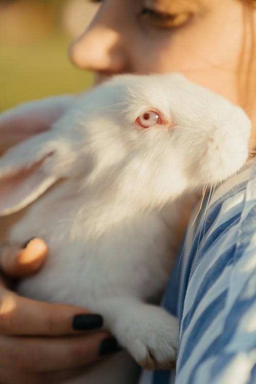 Free White Rabbit on Blue and White Plaid Textile Stock Photo