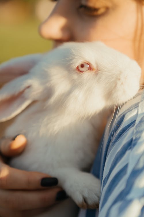 White Rabbit on Blue and White Plaid Textile