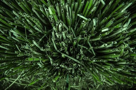 A Cluster of a Horsetail Plant 