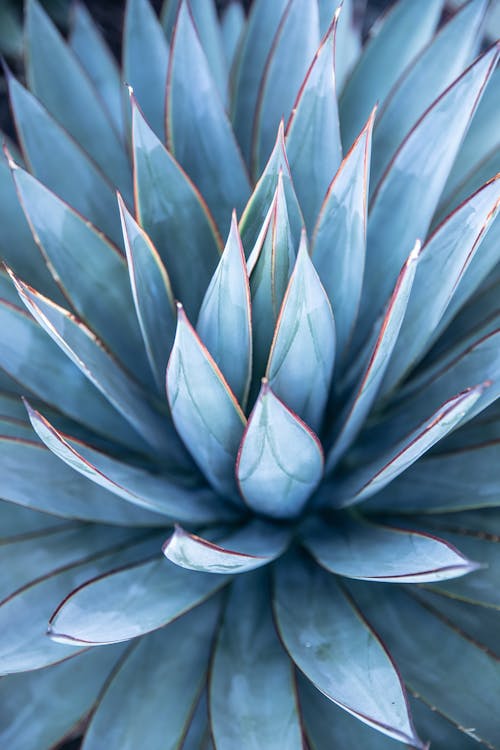 Free A Blue Agave Plant in Macro Photography Stock Photo