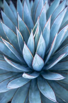 Macro shot of a sharp blue agave plant, showcasing detailed patterns and textures.