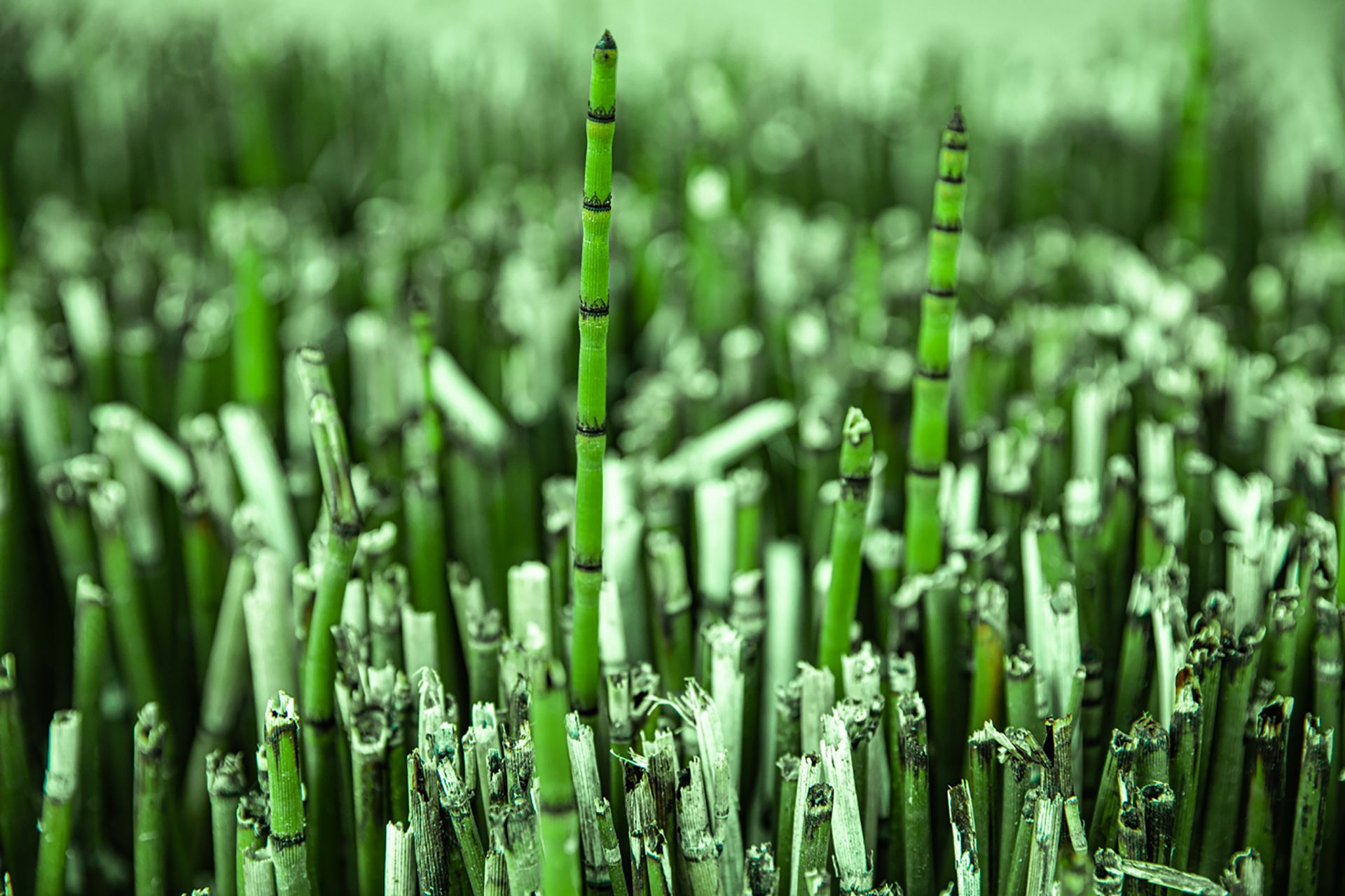 Vibrant green plant stems closely clustered in an outdoor setting.