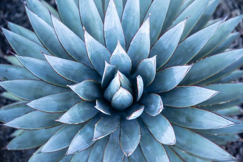 Foto d'estoc gratuïta de agave, blau, bonic