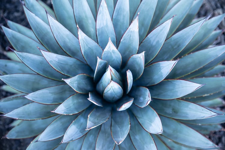 A Blue Agave Plant In Close Up Photography