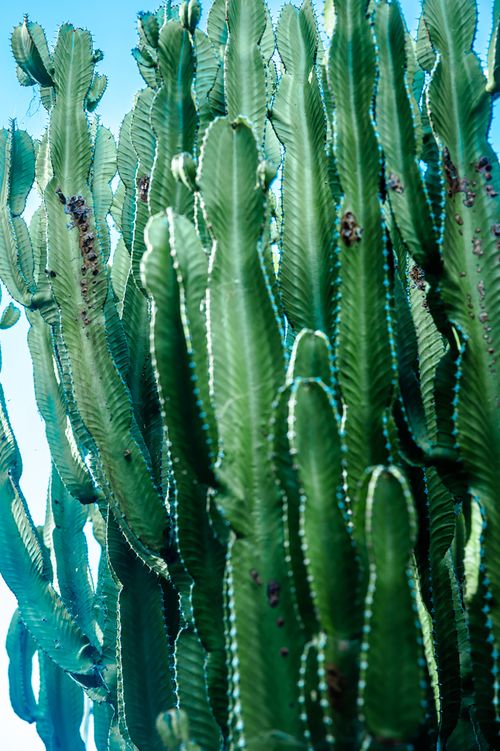 Free Close-up of tall green cacti under bright sunlight, showcasing their exotic textures and patterns. Stock Photo