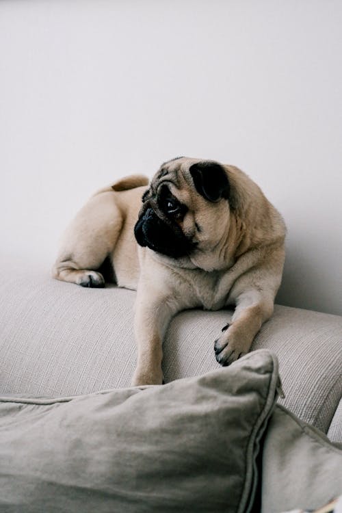 A Pug on a Couch