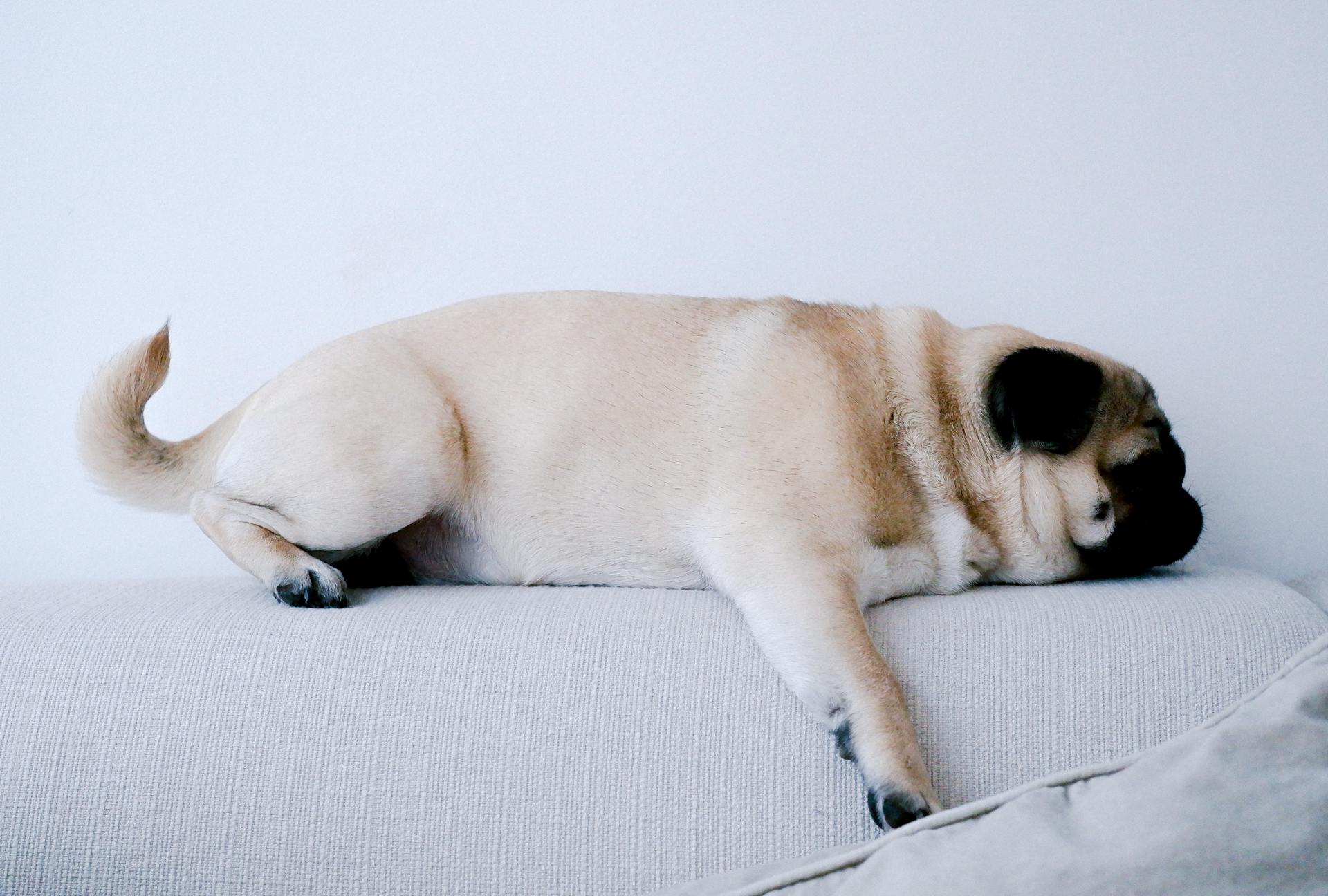 A Pug on a Couch