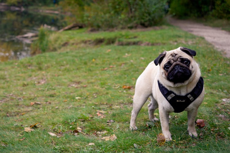 A Cute Fawn Pug On Green Grass 