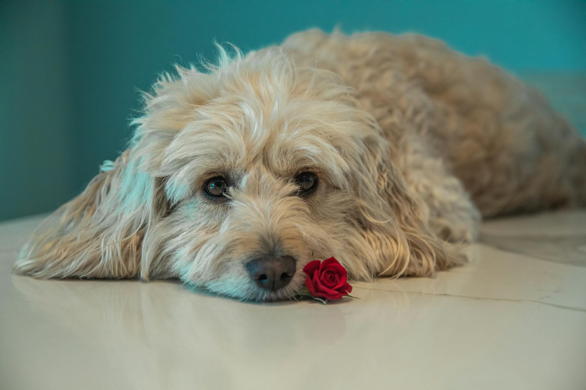 A Long Coated Dog Lying on the Floor with a Red Rose