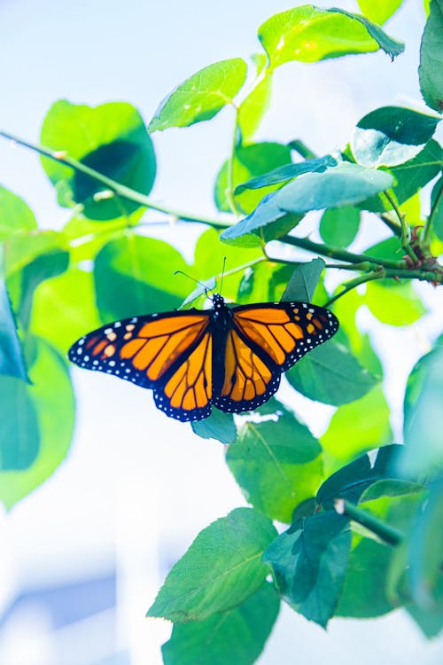 緑の葉の上に腰掛けてモナーク蝶
