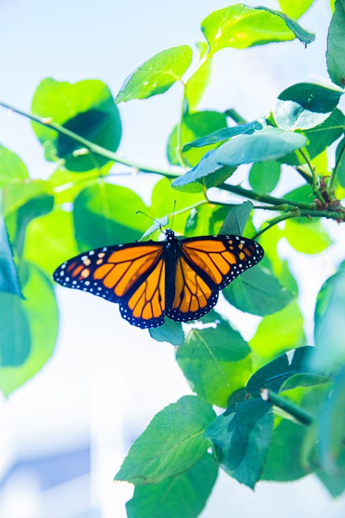 Close-up Photo of Perched Butterfly 