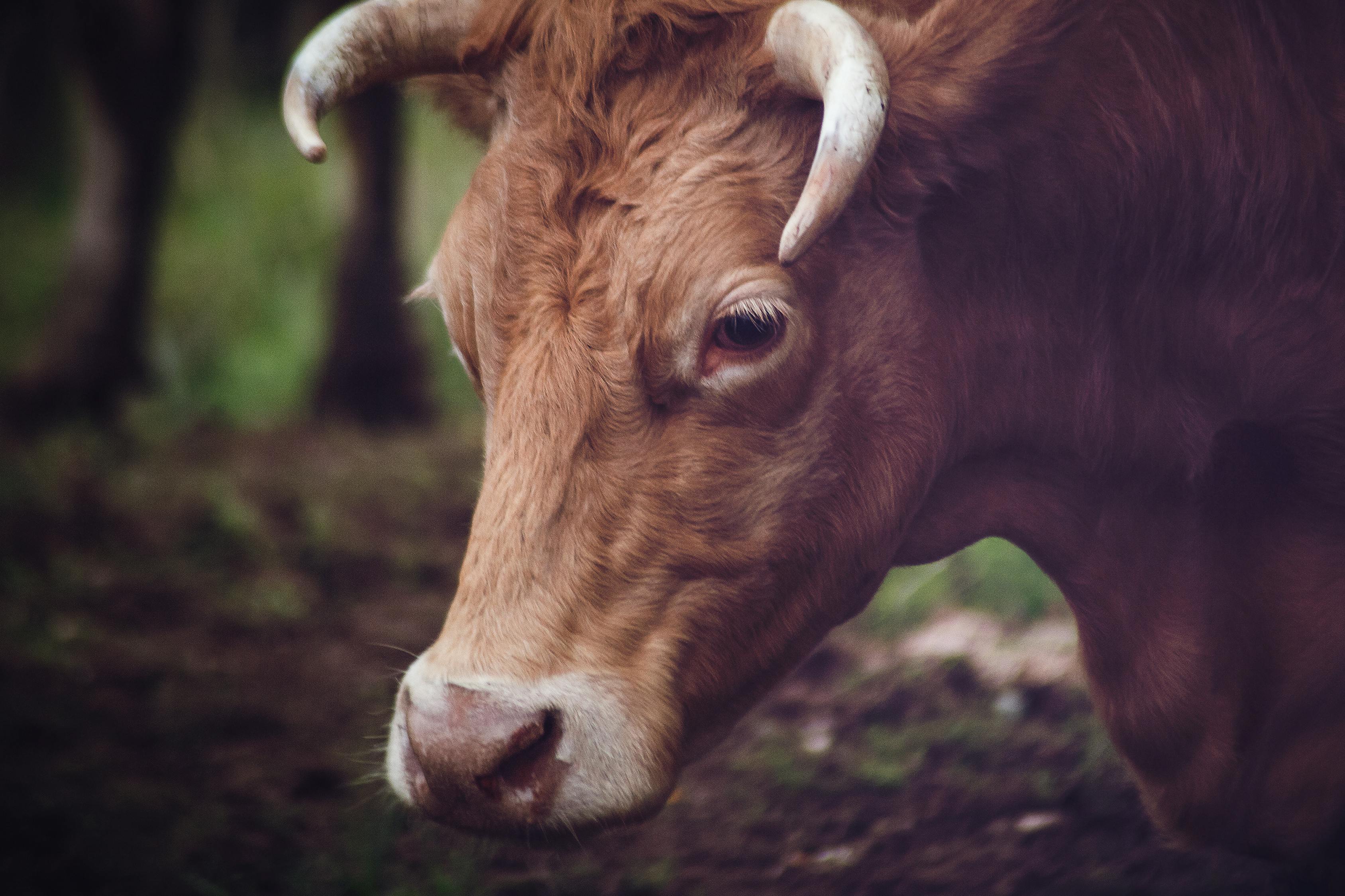 Closeup Photo Of Brown Cow · Free Stock Photo