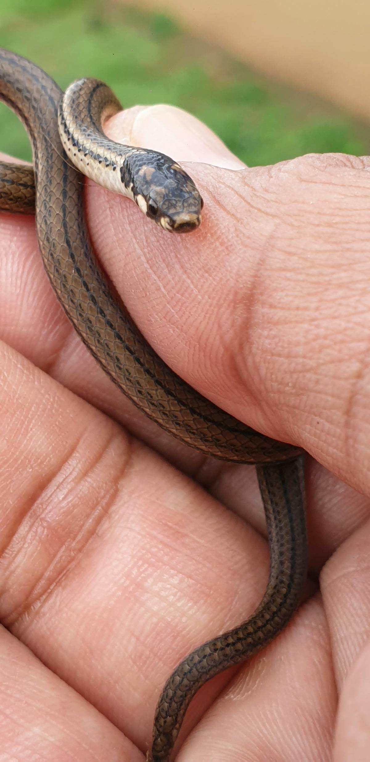 Person playing tabletop RPG with dice and character sheet