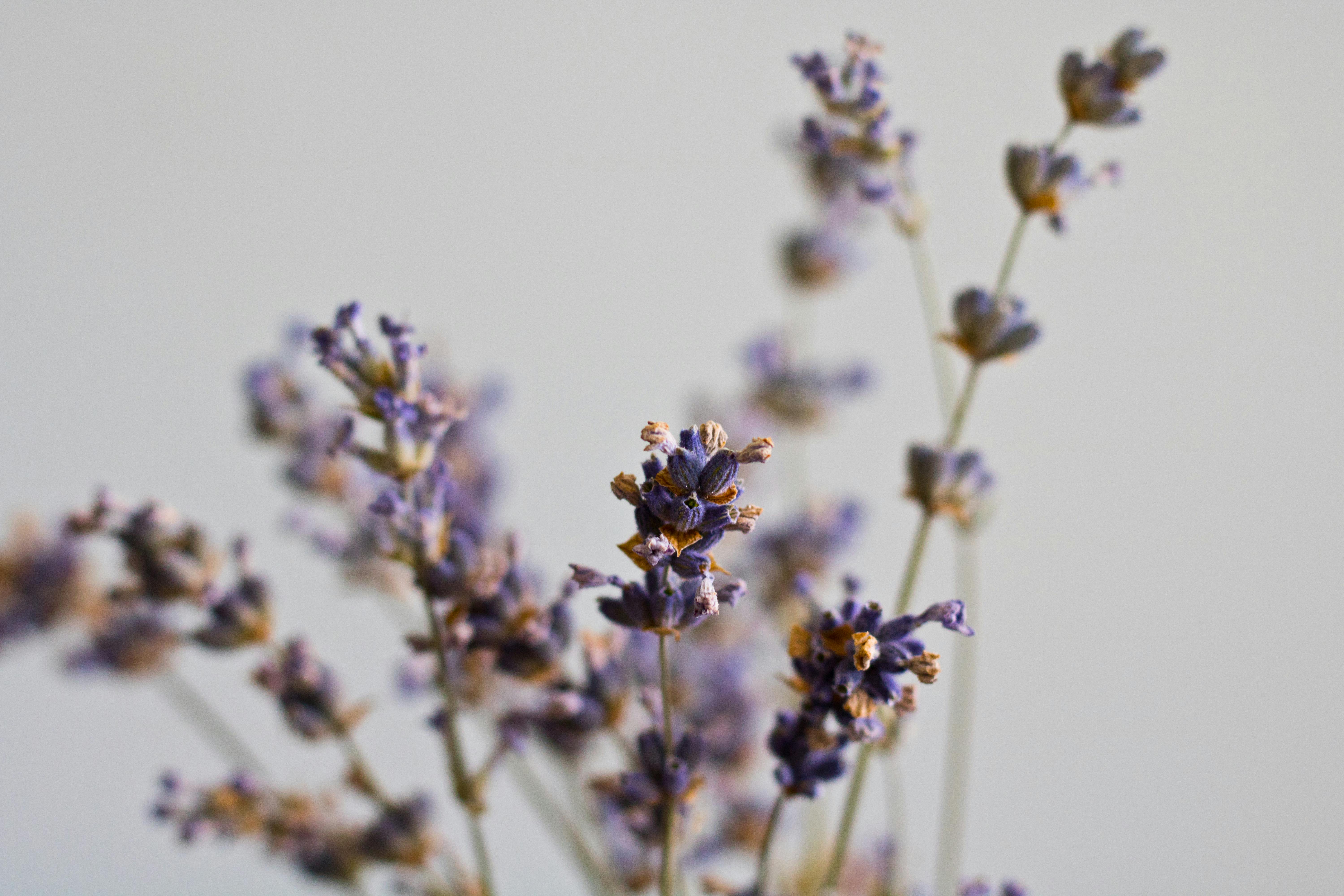Closeup of delicate purple lavender flowers against a soft white background.