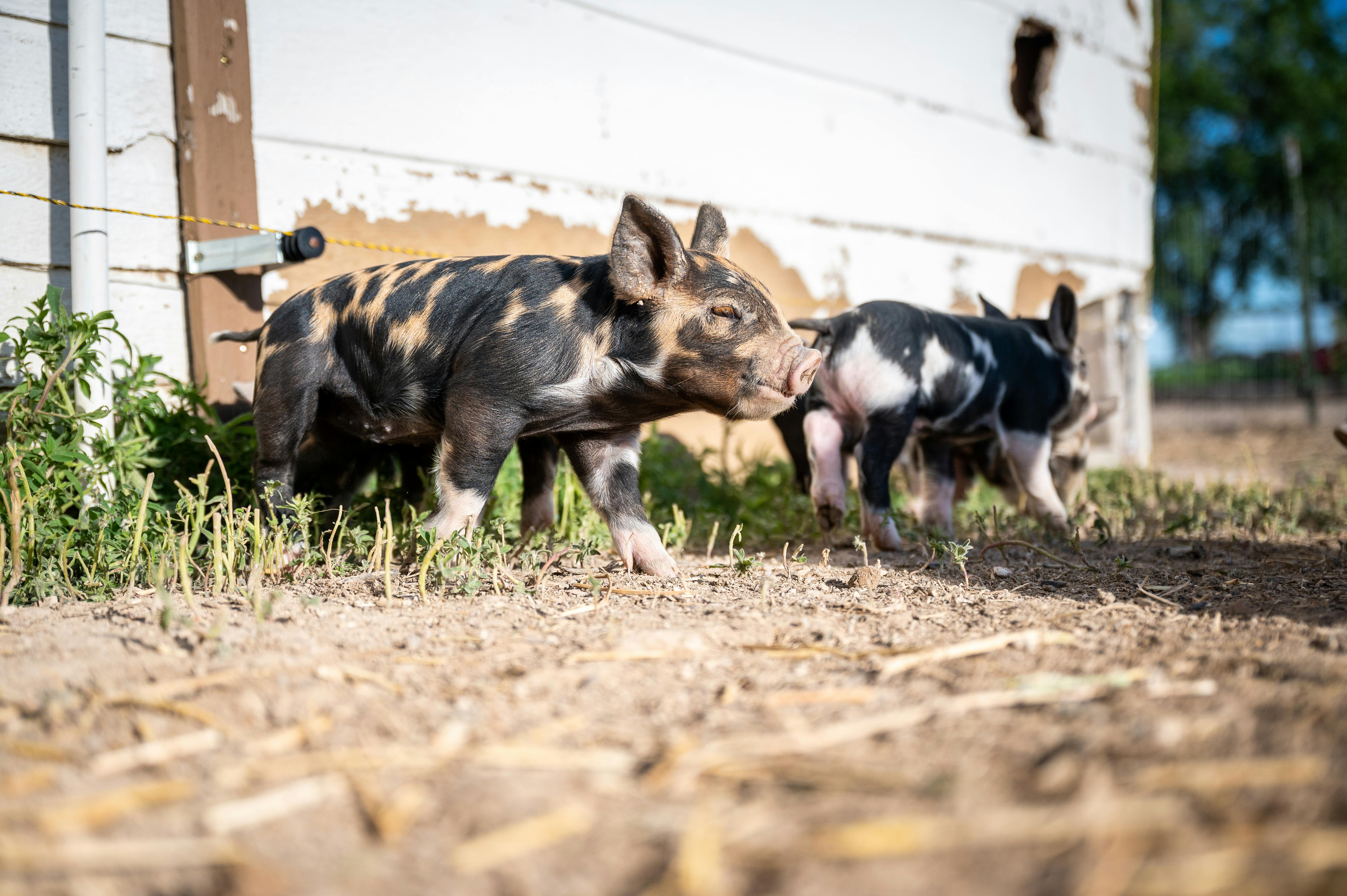 adorable piglets walking on shabby land on farm