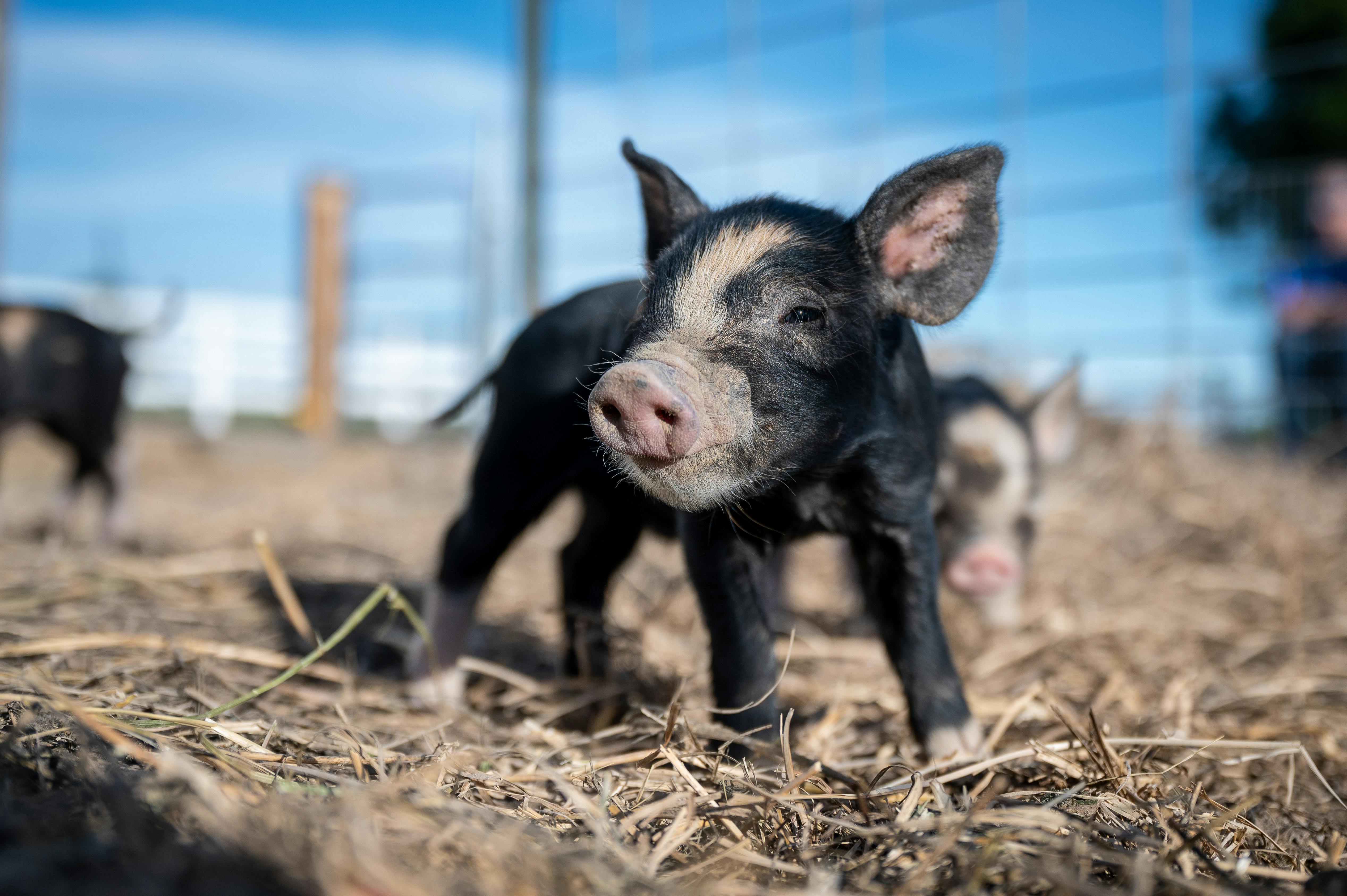 adorable small pig on dry land near fence