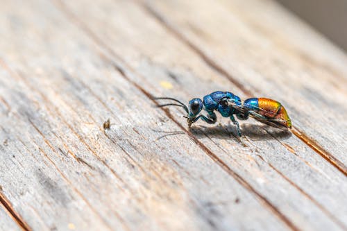 Free Blue and Yellow Insect on Wooden Surface  Stock Photo