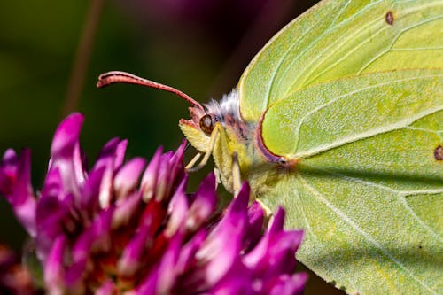 Green Butterfly Perched on Purple Flowers